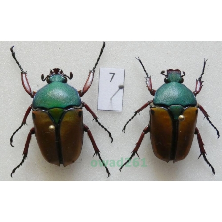 Eudicella smithii (MacLeay, 1838) pair ex. ovo Zair7